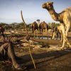 Man sitting on ground next to camels