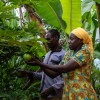 A couple in Rwanda pick fruit in their garden