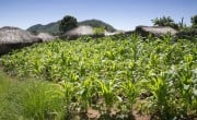 A field of maize grown by local farmer Stawa James in Kwitunji, Malawi. Photo: Eamon Timmins / Concern Worldwide. 