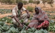 Chawada Aboubacar shows her vegetable garden to Concern staff member Mounkaîla Habibou. Photo: Apsatou Bagaya
