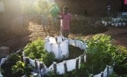 A man waters a kitchen garden in Busoni