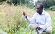 Man in crop field 