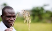 Man holding rice crop