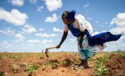 Mwanajuma Ghamaharo tends to her irrigated plot of mung beans.