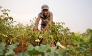 Mcfreson Aaron (33) uses a solar-powered irrigation pump and other climate-smart agricultural practices to cultivate his crops