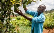 Man farming in Rwanda