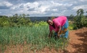 woman farming in Rwanda
