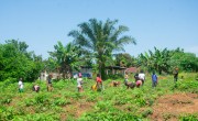 Farmers weed their backyard gardens in Kenema District. Photo: Kago Tshabota.