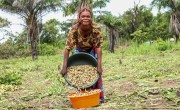 Mwanga (35) measures harvested groundnuts following collective production at the Tukankamane farmer field school in Tanganyika, DRC. Photo: Concern Worldwide