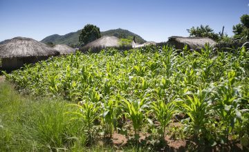 Maize growing in Mangochi, Malawi. Photo: Kieran McConville / Concern Worldwide