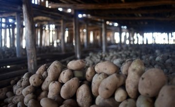 Image of Irish potato storage in Ethiopia.
