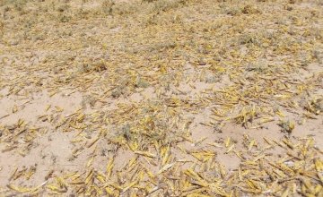 Locusts in Laisamis in Marsabit County in Kenya where Concern Worldwide is assessing the damage the swarms are having on communities. Photo: Concern Worldwide