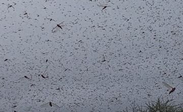 Locust flying over agriculture areas in Borama, Awdal Region, Somalia. February 2020 Photo: Concern Worldwide