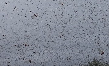 Locust flying over agriculture areas in Borama, Awdal Region, Somalia. February 2020 Photo: Concern Worldwide