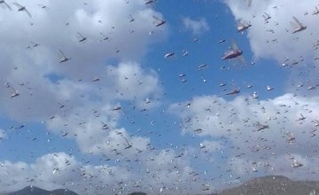 Locust in Cara-Cad Village, Somalia. February 2020 Photo: Concern Worldwide