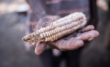 A hand holding a sheath of rotten maize