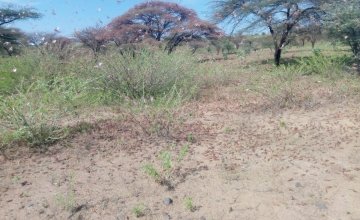 Locusts in Marsabit County, Kenya