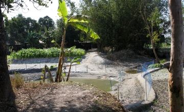 Netted small pond beside banana trees, crop filed, famed vegetation and bamboo thickets beside local houses, Dhubni village, Singimari Union, Hatibanda, Lalmonirhat, 2019.