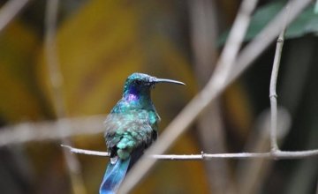 Hummingbird in Costa Rica. Photo: Deborah Underdown