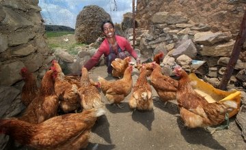 Lemlem Tesega sets the pecking order for her chickens in Ethiopia. Photo: Nick Spollin