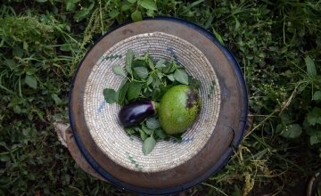Amaranth leaves, an aubergine and an avocado grown in Esperence's kitchen garden