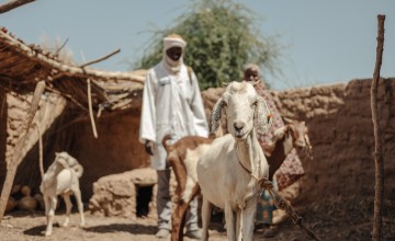 Hassana Mahamadou (30) and the Veterinary auxiliary/Community animal health worker, Ibrahima Oumarou checks the health of the goat. Each beneficiary received a goat to increase their income, Niger. Photo: Ollivier Girard/Concern Worldwide.