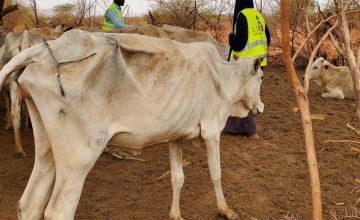 A malnourished cow in Qaranri, Somalia