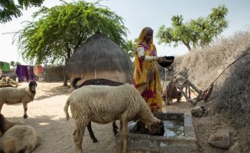65 year old Mano gives water to her flock from an underground water storage tank built by Concern Worldwide and partners in Pakistan. Photo: Khaula Jamil/Concern Worldwide