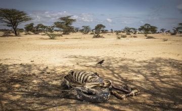 A camel carcass on the outskirts of Elgade, North Horr sub-county, Marsabit, Kenya.