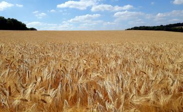 Wheat field in England 