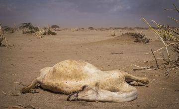 A dead camel lies on the outskirts of Elgade, North Horr sub-county, Marsabit, Kenya. Photo: Ed Ram/Concern Worldwide
