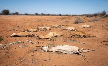 Cattle carcasses lie by the side of the road around 35km south of Garissa, in Tana River County. Photo: Lisa Murray/Concern Worldwide
