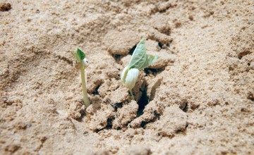 Crops growing on a farm in Niger