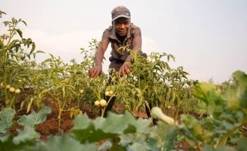 Mcfreson Aaron (33) uses a solar-powered irrigation pump and other climate-smart agricultural practices to cultivate his crops