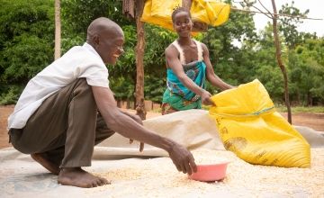 A Malawian couple work together to dry out maize