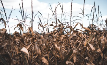 This harvest of corn has been lost because of a lack of water and intense heat.