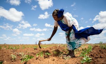 Mwanajuma Ghamaharo tends to her irrigated plot of mung beans.