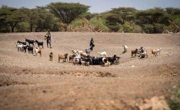 Goats drink from a drying river bed on the road to Nakinomet village in Northern Kenya's Turkana province. Photo: Lisa Murray/Concern Worldwide