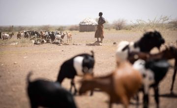 A herd of livestock in Turkana, Kenya