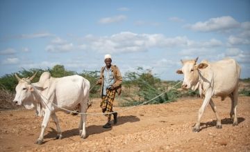 Arri Kote Kumbi walks with cattle down a dusty path in Matanya village, Tana River County in Eastern Kenya. 