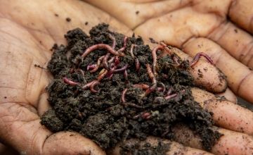 A close up of the vermicompost produced by Asma. Photo: Gavin Douglas