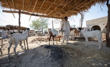 Maula, a farmer in Sindh, with his goats