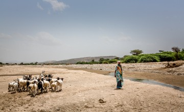 In the arid landscape of Somaliland's Baki District, a young woman cares for her goats, facing the harsh reality of drought. Petrus/Welthungerhilfe