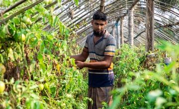 Esanuel Kabir is part of a community-based initiative in Bangladesh designed to build the resilience of communities. Esanuel received a cash grant, seeds and training from Concern, and now employs climate-smart agricultural practices to grow vegetables in this challenging climate.