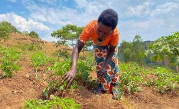 Mother-of-five Marie-Claire cultivates tomatoes and onions on land close to her house, as well as papaya trees which she planted from saplings.