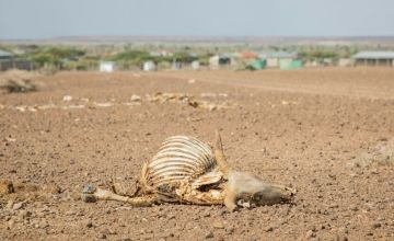 Dead livestock across a barren landscape, Kenya. Livestock resilience has been worn down over four successive droughts. Photo: Gavin Douglas/Concern Worldwide
