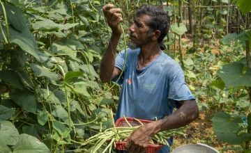 Sayed Mia (47) working in his homestead vegetable garden supported by Concern. Sayed Mia and his wife Farija Khatun are receivers of Concern’s training support on nutrition, home gardening and seeds production for better nutritious life and livelihood in Holdiapalong, Ukhiya, Cox's bazar. Photo: Saikat Mojumder/Concern Worldwide