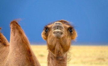 A Bactrian Camel in the Mongolian Steppe. Photo: Mikko/MotionArray