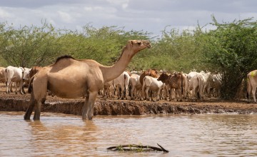 Camels drink water in Tana River County. Photo: Lisa Murray/Concern Worldwide
