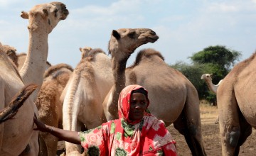 Qabale Wario (40) is from Walda, Marsabit and is married with eight children. Before the drought of 2020 Qabale had 20 camels but 12 died and 8 survived. Now four of her camels are pregnant and are due around April. Qabale sells camel milk at a kiosk. Qabale revived cash assistance during the drought period of 2020 - 2023. This money went mostly towards purchasing food. Without this money Qabale believes all 20 camels would have died. Photo: Shaloam Strooper/Concern Worldwide